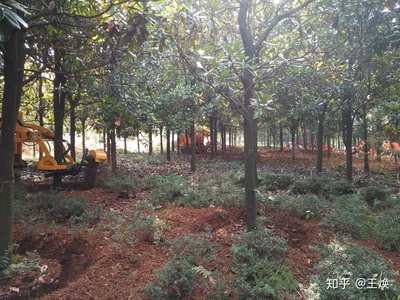 挖树机让苗木淡季变成旺季