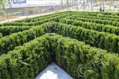 合肥:发展苗木绿化产业